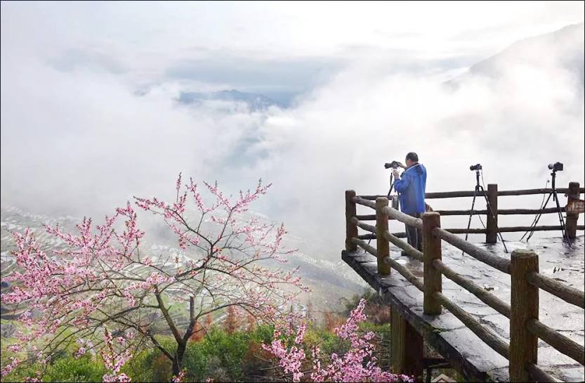 三月桃花 (1)