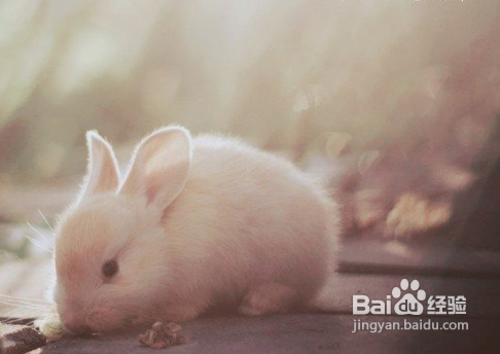 难以抗拒的诱惑 选择定焦镜头的六个理由