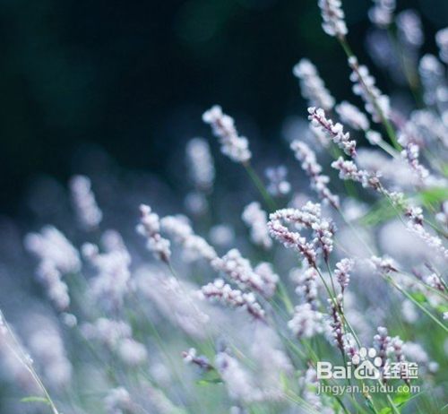 难以抗拒的诱惑 选择定焦镜头的六个理由